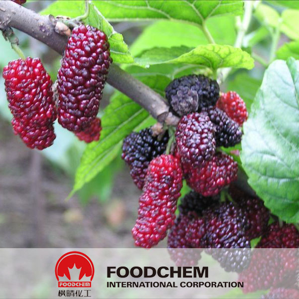 Mulberry Extract